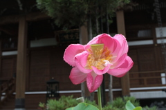 お寺のハス