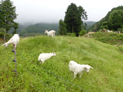 白ヤギさん
