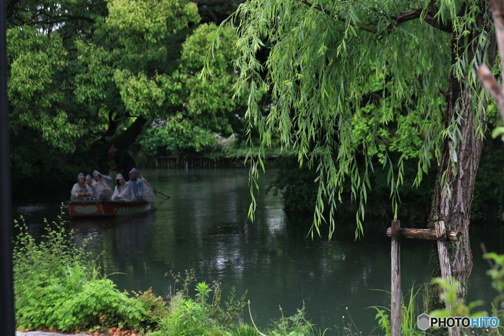 まだ菖蒲は咲いてなかった