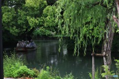 まだ菖蒲は咲いてなかった