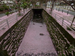 明日の朝がきれいでしょうね