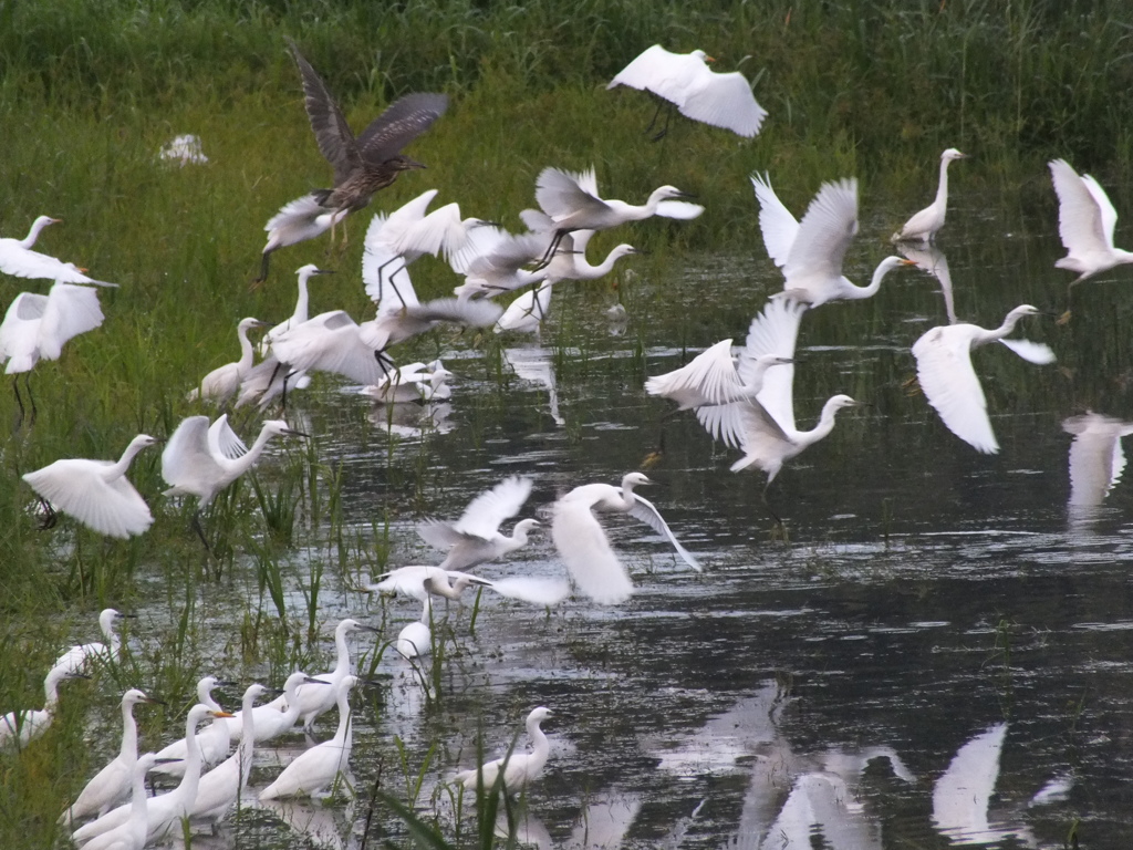 ヤッター胴上げ