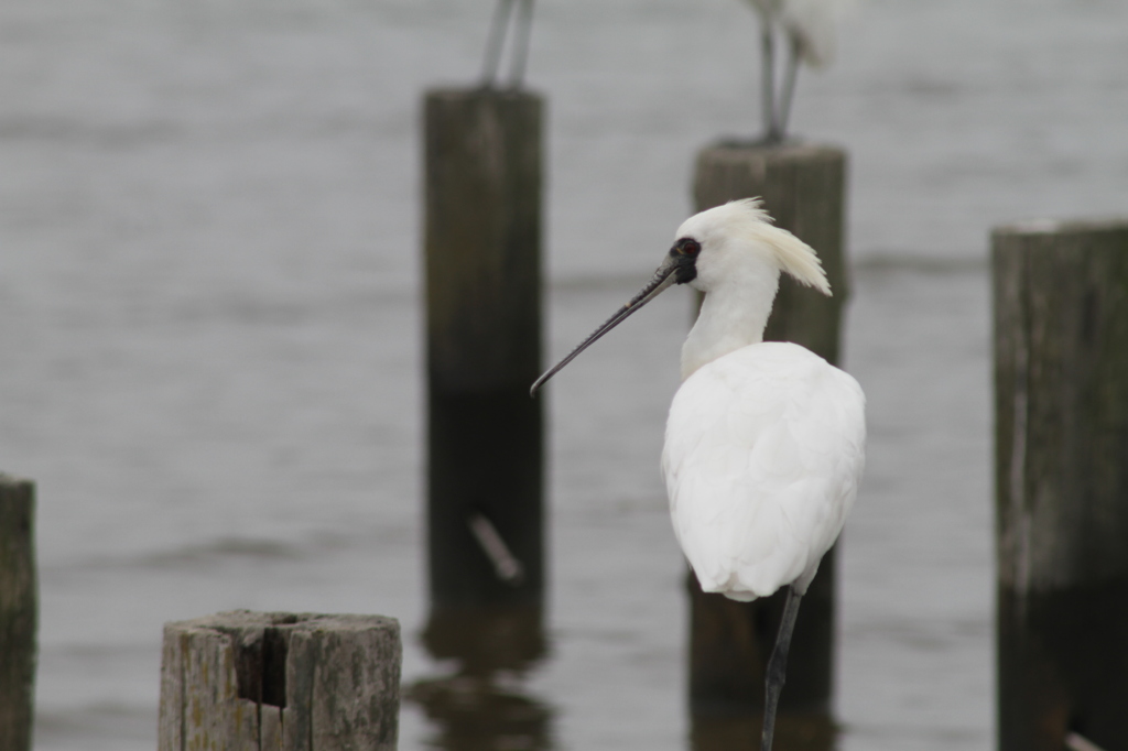 名古屋と大阪から来てありました