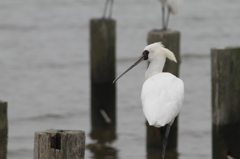 名古屋と大阪から来てありました
