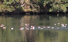 きれいな池ですが