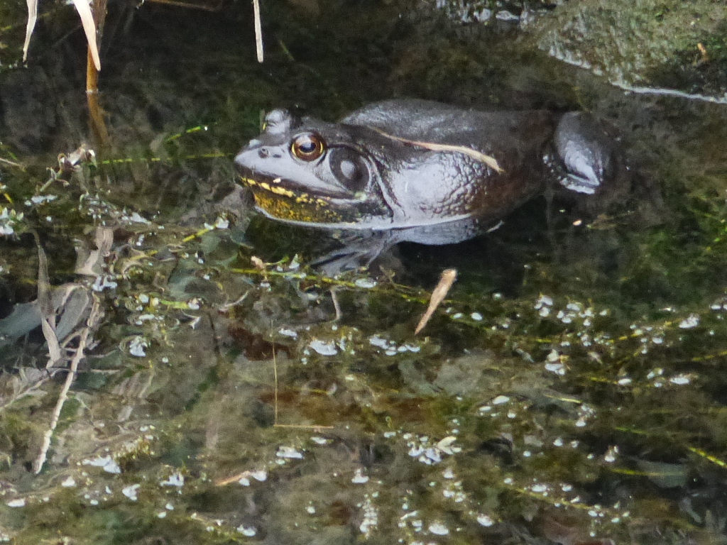 かわいく写して