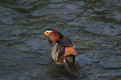 左の羽がないみたい