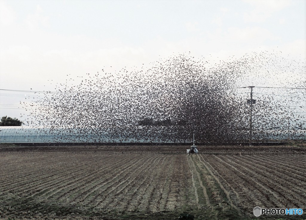 ２０数年前に見た