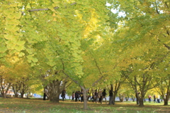 きれいかでしょ