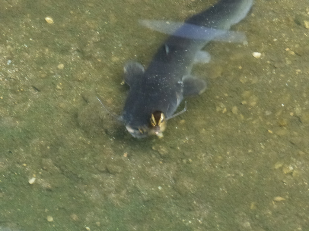 ナマズが暴れましたね