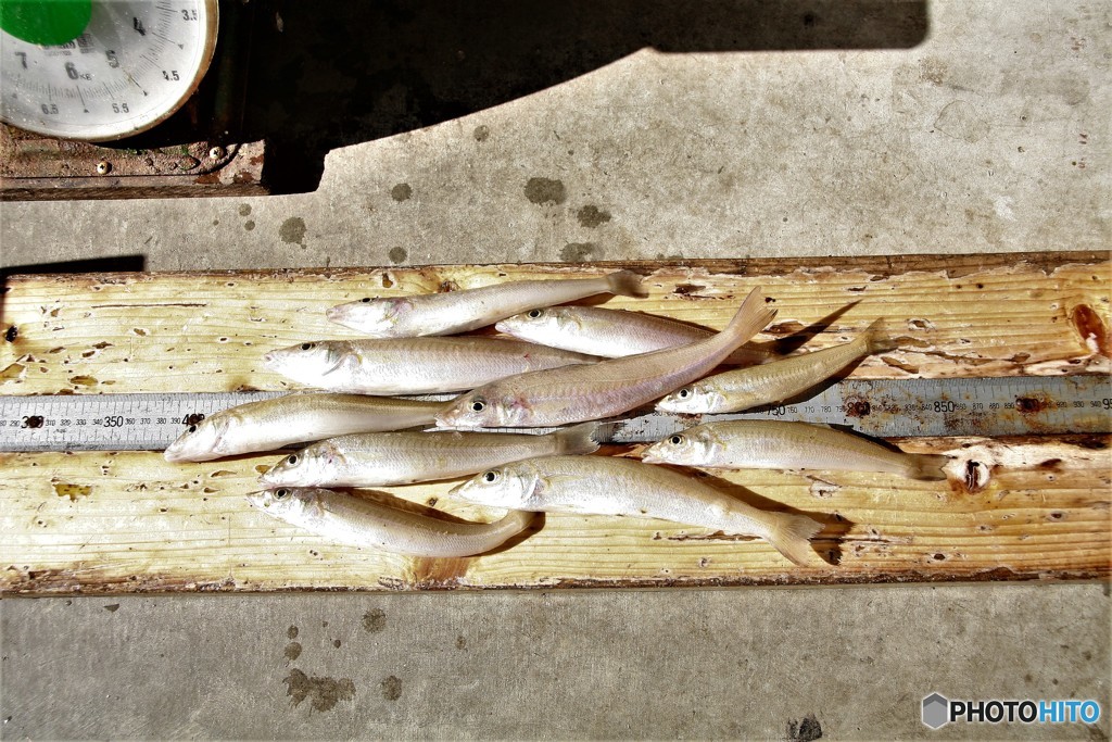 ２４センチクラス