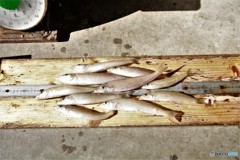 ２４センチクラス