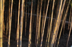 皆さんへ幸せを