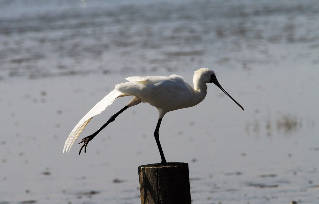 ホワイトバランス