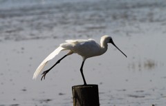 ホワイトバランス