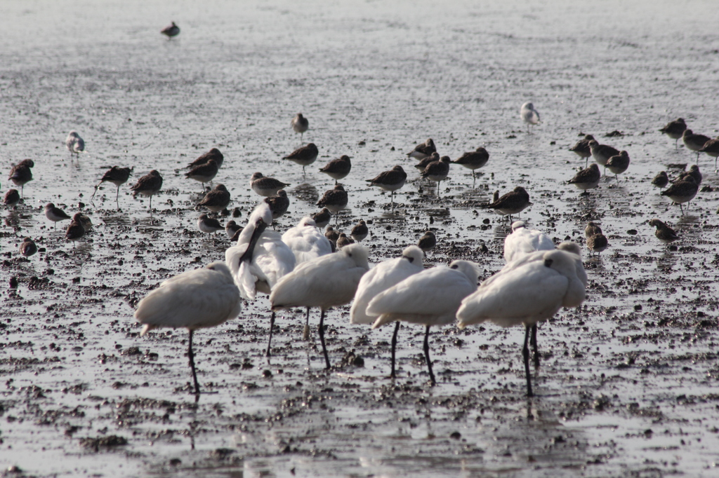 クロツラヘラサギ