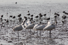 クロツラヘラサギ