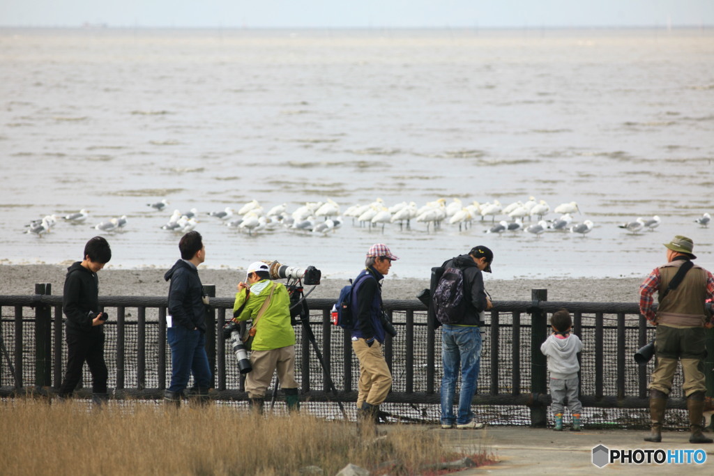 クロツラヘラサギ