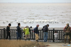 クロツラヘラサギ