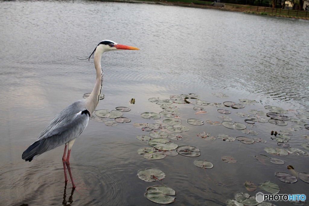 鼻赤いね、風邪？