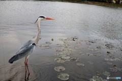 鼻赤いね、風邪？