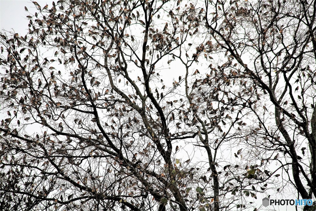 今年はよく撮りました