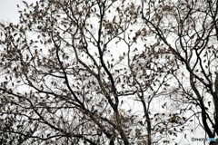 今年はよく撮りました