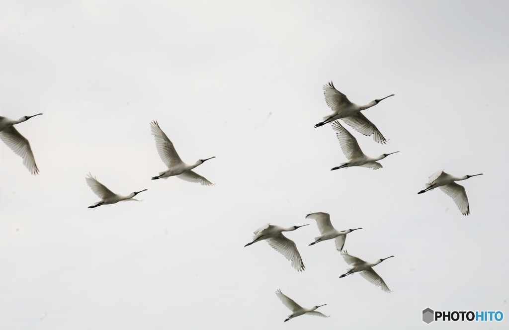 今日のクロツラ
