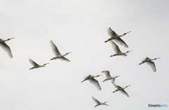 今日のクロツラ