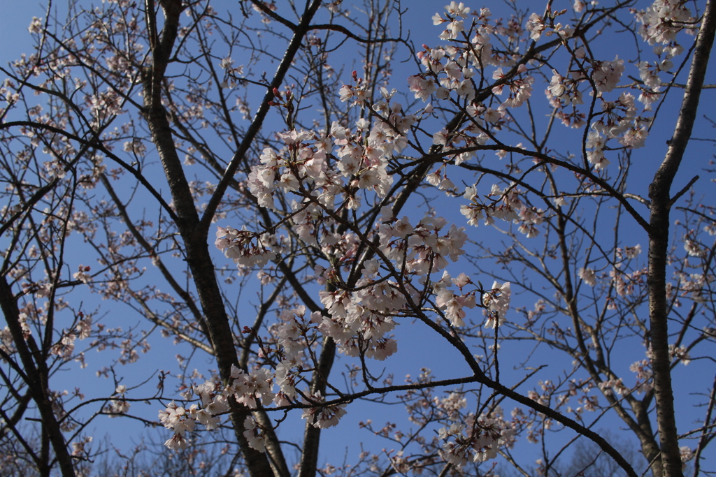 桜