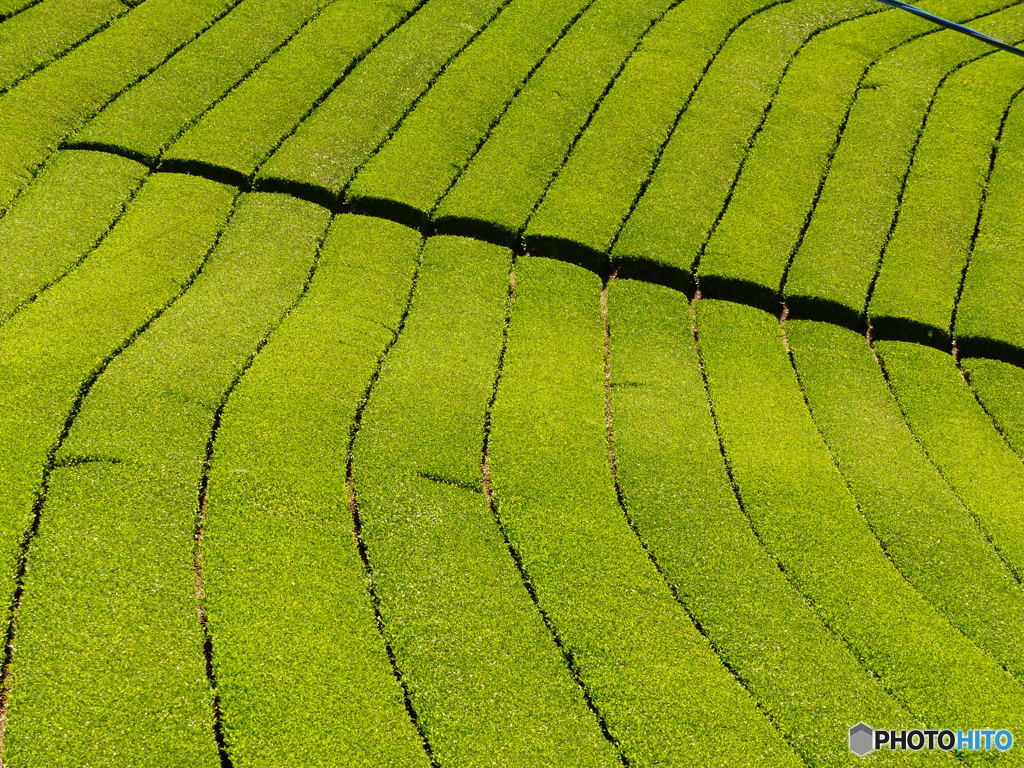 ロールケーキできました