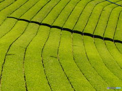 ロールケーキできました