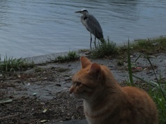 猫とさぎ