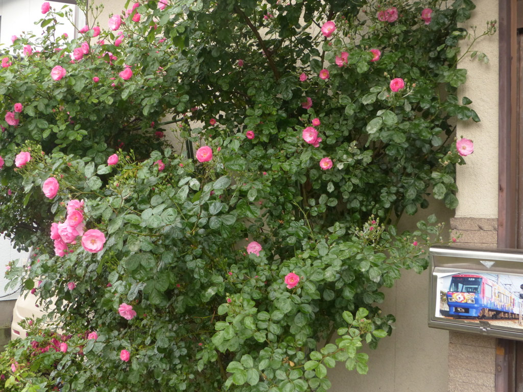 薔薇の原産地？