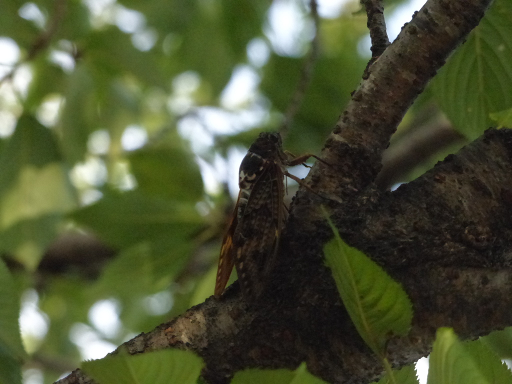 セーミセーミセミ