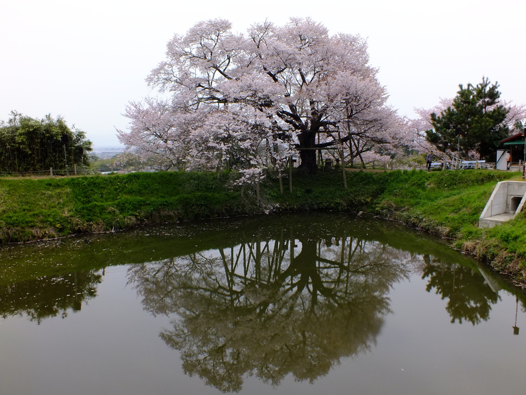 一本桜