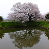 一本桜