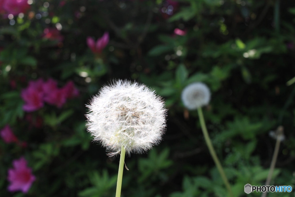 あまり接写はしてませんが