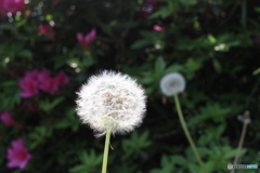 あまり接写はしてませんが