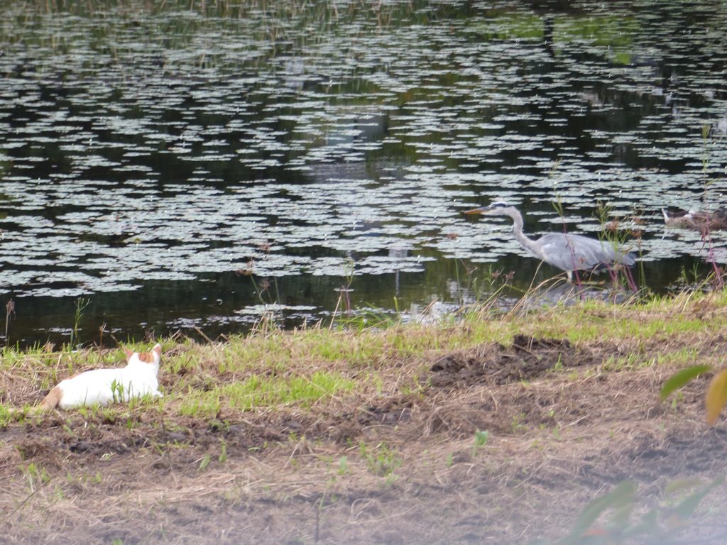 あおちゃん大きいです
