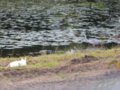 あおちゃん大きいです