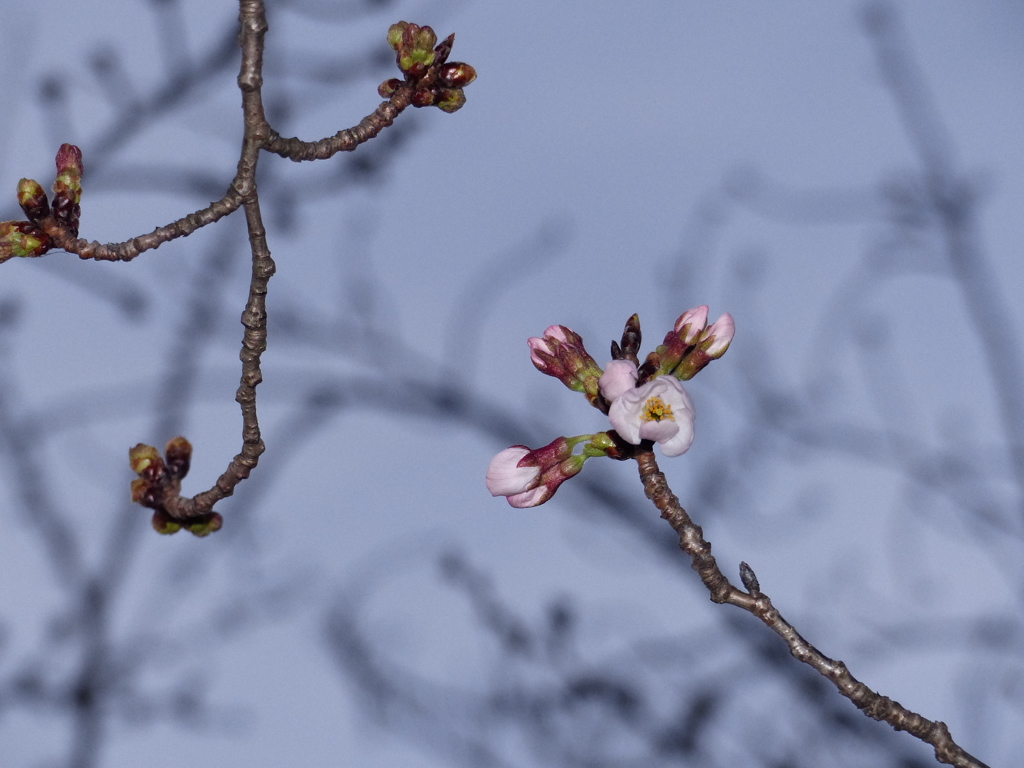 明日には咲きます