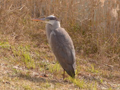 羽が白いような
