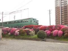 ゆふいんのもり