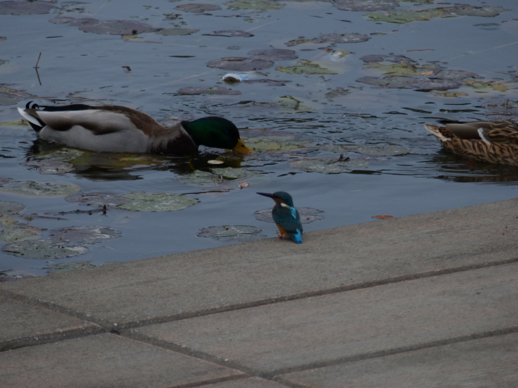 今日のまるちゃん