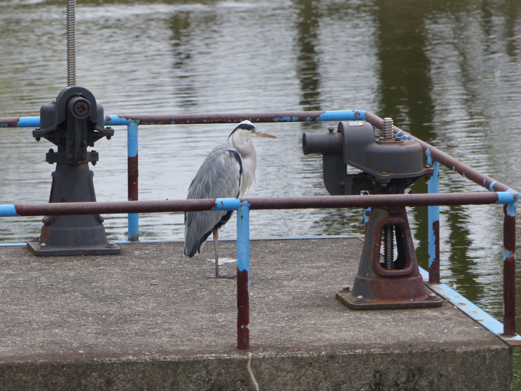 今日のあおちゃん
