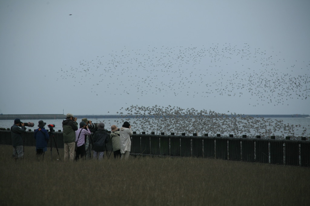 いつもはこれぐらいいるんだけど