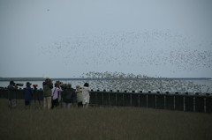 いつもはこれぐらいいるんだけど