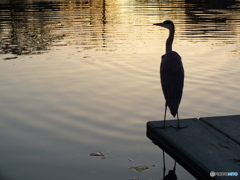 火の鳥
