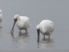 メジャーじゃないよ